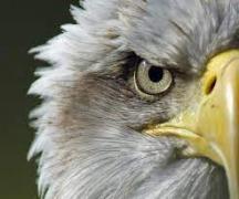 Imagen del perfil